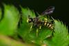 Cerceris sp.